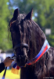 Friesian horse