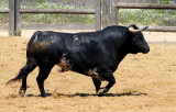 1342-acampoabierto.jpg