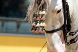 HORSES - EQUINES - CABALLO