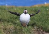 2376-puffin.jpg