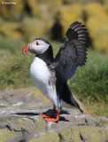 2480-puffin.jpg