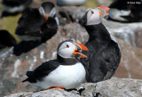 2485-puffin.jpg