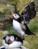 2489-puffin.jpg