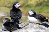 2506-puffin.jpg