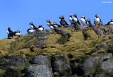 2608-puffin.jpg