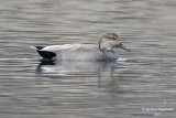 Canard chipeau - Gadwall m17 1