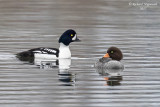 Garrot dIslande - Barrows Goldeneye m17 5