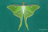 7758 - Luna Moth - Actias luna m17