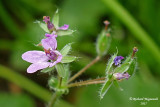 rodium cicutaire - Herons-bill - Erodium cicutarium 2 m17 