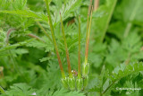 rodium cicutaire - Herons-bill - Erodium cicutarium 5 m17 