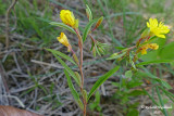 Onagre prennante - Small Sundrops - Oenothera perennis 2 m17 
