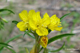Onagre prennante - Small Sundrops - Oenothera perennis 3 m17 