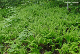 Thlyptre de New York - New York fern - Thelypteris noveboracensis 1 m17 