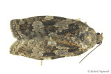 3638 - Spruce Budworm Moth - Choristoneura fumiferana 1 m17