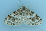 7419 - Light Carpet Moth - Hydrelia lucata m17