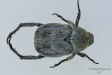 Scarab Beetle - Hoplia trifasciata m17 7.8mm 