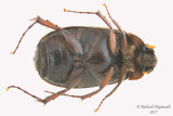 Scarab Beetle - Serica sp1 2 m17 11mm