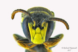 Masked Bee - Hylaeus sp1 3 m17 5.3mm