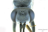 Spider Wasp - Auplopus sp 3 m17 9mm 