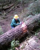 Packwood Lake Trail Clearing