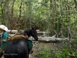 Reroute needed 1/2 mile+ upstream from Beaver Bill Creek