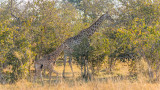 Giraffes