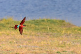 Southern Carmine Bee-Eater