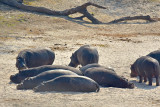 Beached Hippos