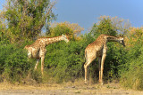 Giraffes
