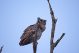 Giant Eagle-Owl