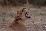 Lion Yawn (female)