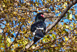 Trumpeter Hornbill