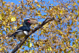 Trumpeter Hornbill