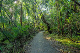Vic Falls Trail - a virtual rainforest