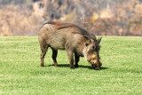 Hotel resident Warthog