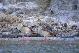 Egyptian Geese