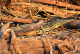 Croc on the shore