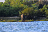 Elephant on Long Island