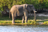 Elder Elephant 