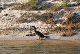 African Darter with skewered dinner