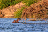 Hippo Yawn