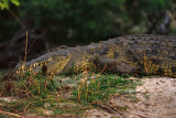 Croc on shore