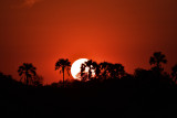 Zambezi Sunset