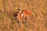 Frisky Steenbok