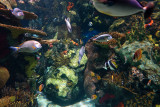 Reef Tank, Ripleys Aquarium, Myrtle Beach, SC