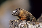 Yellow.bellied Marmot