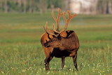 Elk