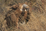 Griffon Vulture