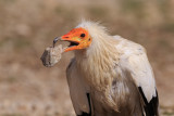 Egyptian vulture (captive)