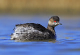 Black-necked Grebe